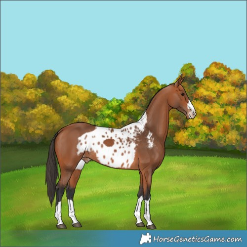 Horse Color:Bay Skewed Appaloosa Rabicano 