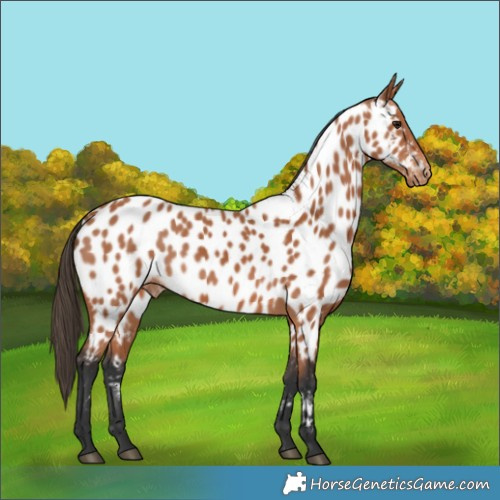 Horse Color:Bay Appaloosa 