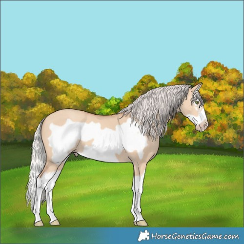 Horse Color:Silver Amber Champagne Dun Splash Frame 