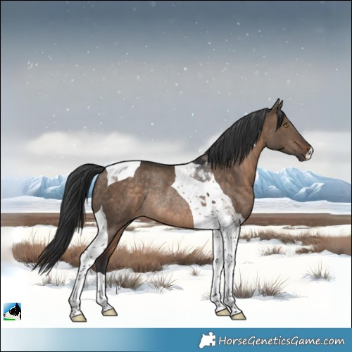 Horse Color:Brown Dun Tobiano Rabicano