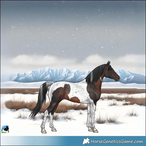 Horse Color:Brown Tobiano Rabicano 