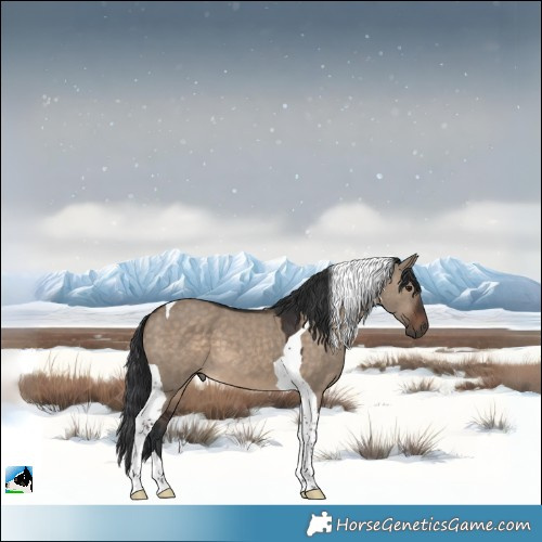Horse Color:Brown Dun Tobiano 