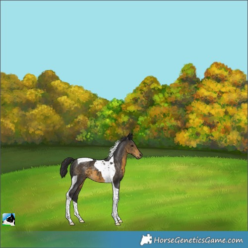 Horse Color:Buckskin Tobiano