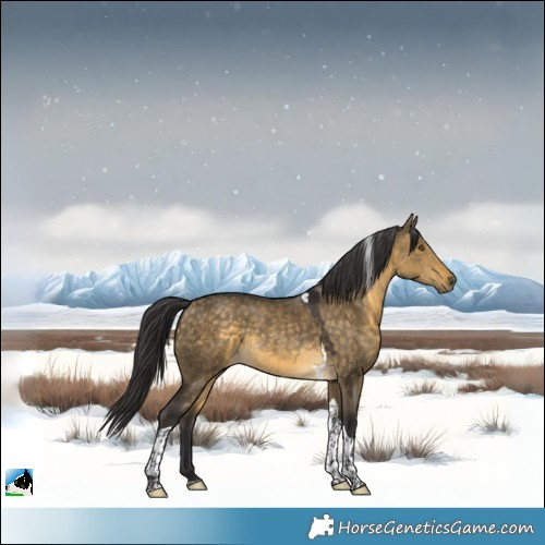 Horse Color:Buckskin Dun Tobiano Rabicano 