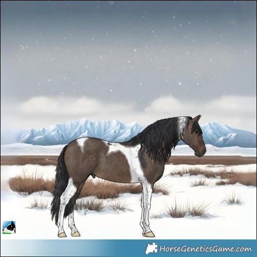 Horse Color:Brown Dun Tobiano 