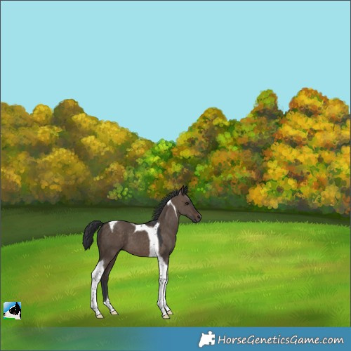Horse Color:Brown Dun Tobiano 