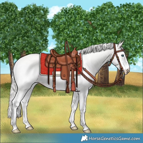 Horse Color:White Spotted Cremello 