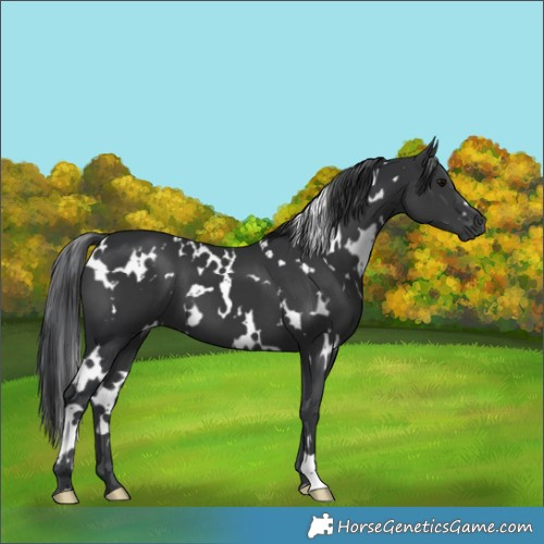 Horse Color:White Spotted Black 