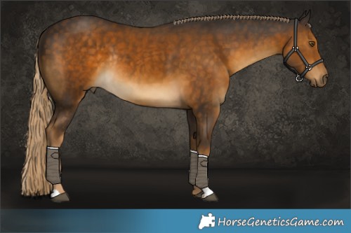 Horse Color:Chocolate Palomino Rabicano 