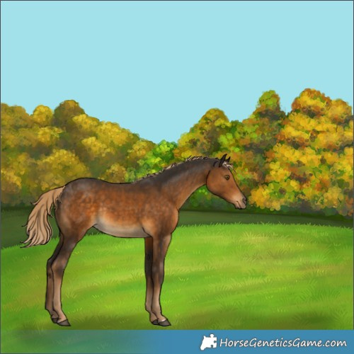 Horse Color:Chocolate Palomino Rabicano 