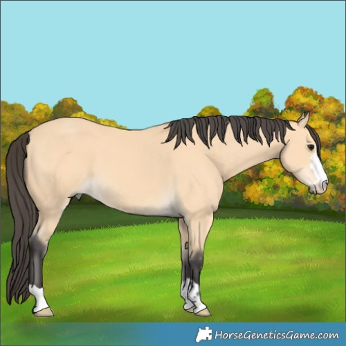 Horse Color:Buckskin 