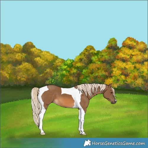 Horse Color:Chocolate Palomino Tobiano 