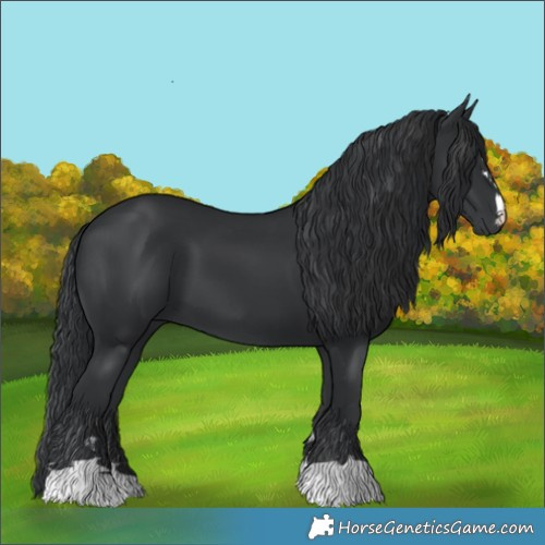 Horse Color:Black 