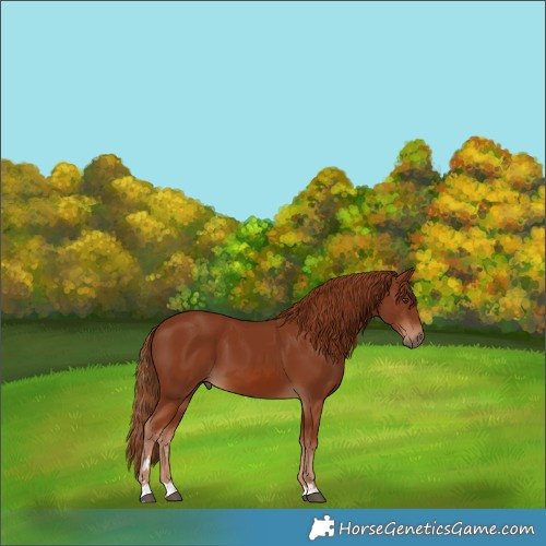 Horse Color:Chestnut 