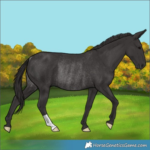 Horse Color:Smoky Black Rabicano 