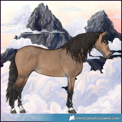 Horse Color:Bay Dun 