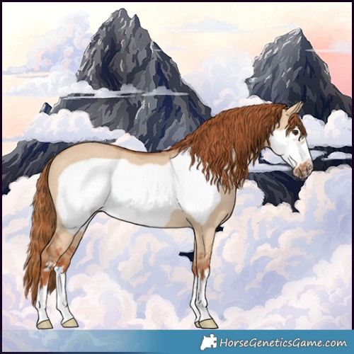 Horse Color:Red Dun Frame Rabicano 