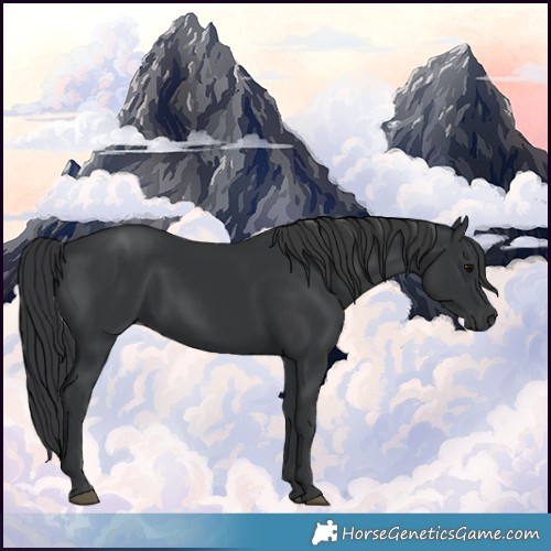 Horse Color:Black Rabicano 