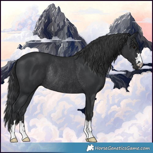 Horse Color:Black Rabicano 