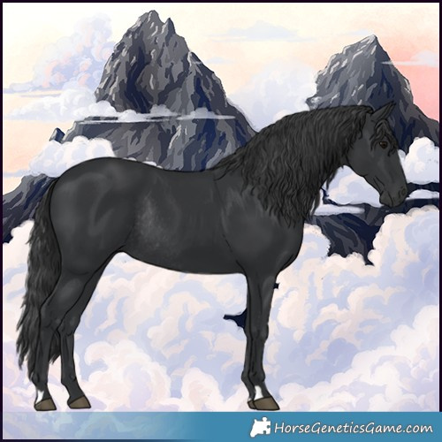 Horse Color:Black Rabicano 