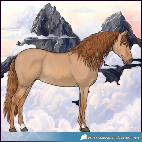 Horse Color:Red Dun Rabicano 