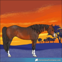 Horse Color:Bay 