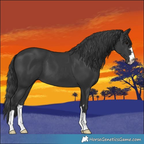 Horse Color:Black 