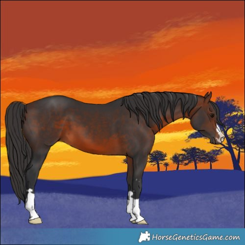Horse Color:Brown 