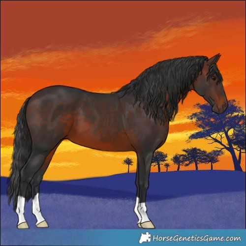Horse Color:Brown 