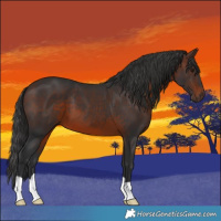 Horse Color:Brown