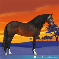Horse Color:Gray Bay 