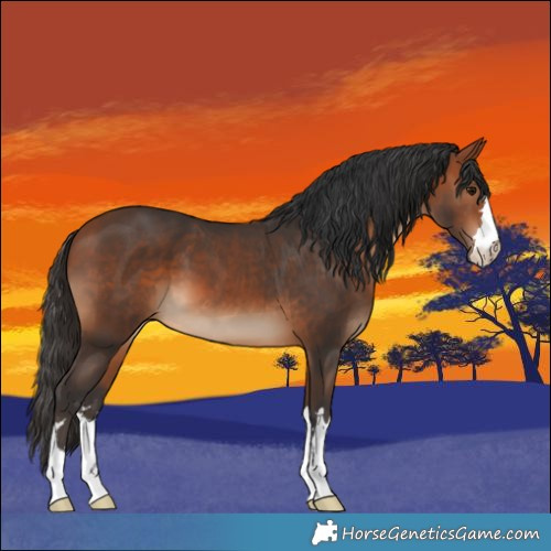 Horse Color:Bay 
