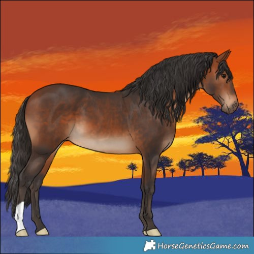 Horse Color:Bay 