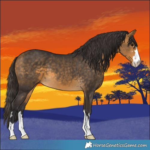 Horse Color:Buckskin 