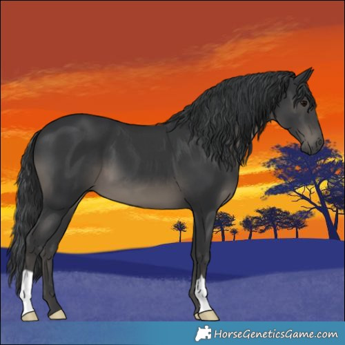 Horse Color:Black 