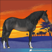 Horse Color:Black 