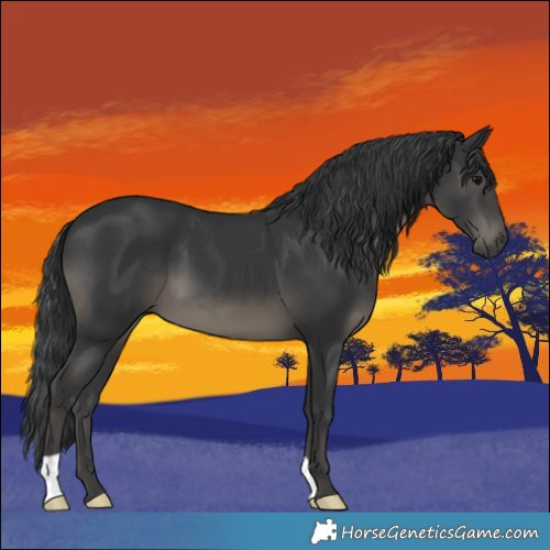 Horse Color:Black 