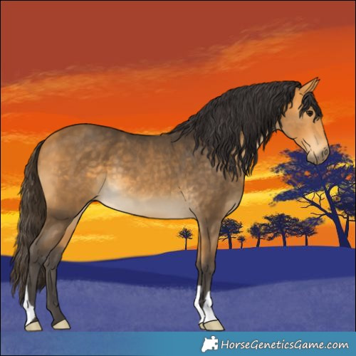 Horse Color:Buckskin