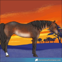 Horse Color:Brown