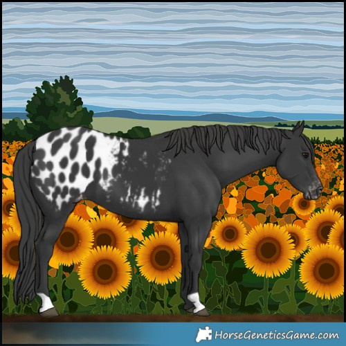 Horse Color:Black Blanket 