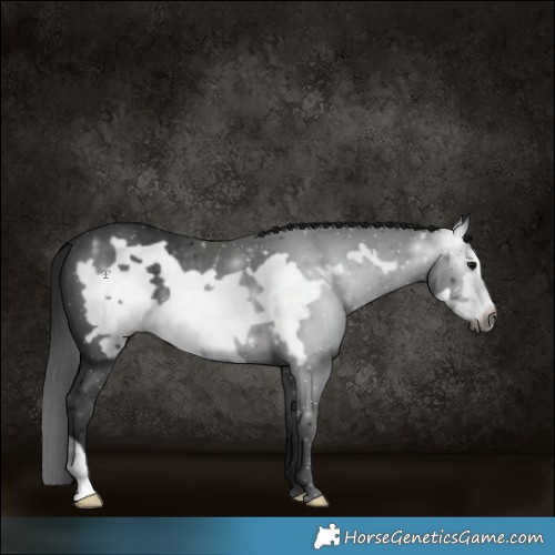 Horse Color:Gray Black Frame 