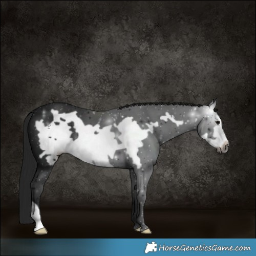 Horse Color:Gray Black Frame 