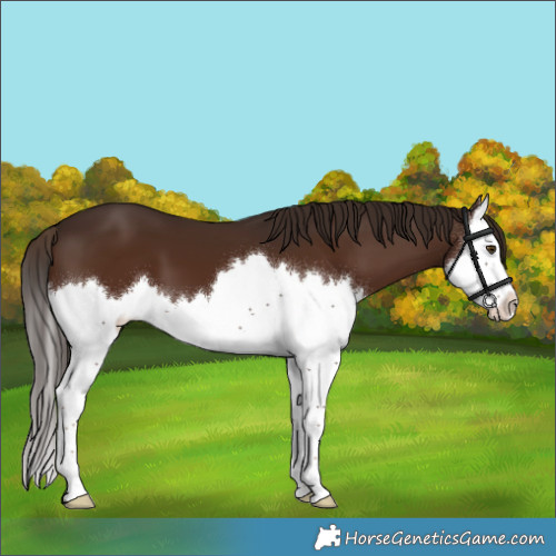 Horse Color:Liver Chestnut Splash