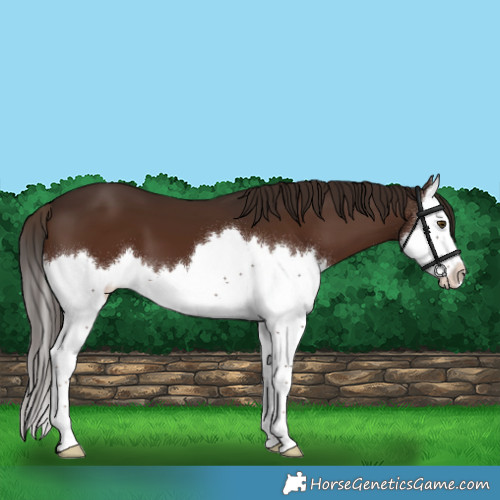 Horse Color:Liver Chestnut Splash 