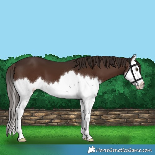 Horse Color:Liver Chestnut Splash