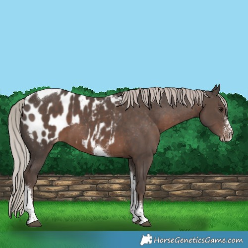 Horse Color:Silver Black Sabino Tobiano Appaloosa