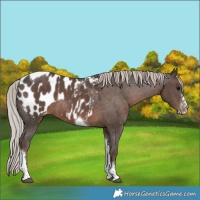 Horse Color:Silver Black Sabino Tobiano Blanket