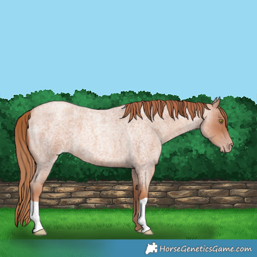 Horse Color:Gold Champagne Roan 