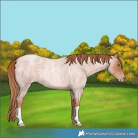 Horse Color:Gold Champagne Roan 