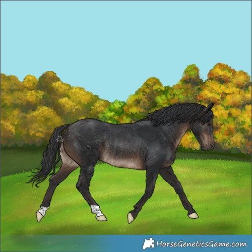 Horse Color:Brown Rabicano 